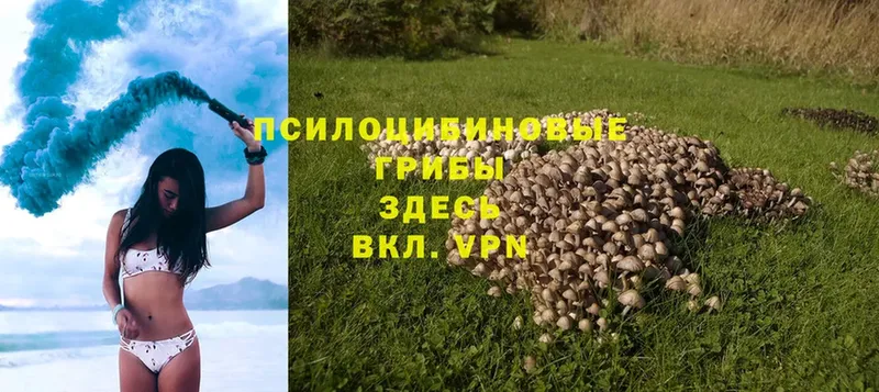 как найти наркотики  Канск  Псилоцибиновые грибы Magic Shrooms 